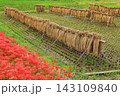 彼岸花と稲架掛けが彩る秋の田園風景　茨城県常陸太田市・源氏川 143109840