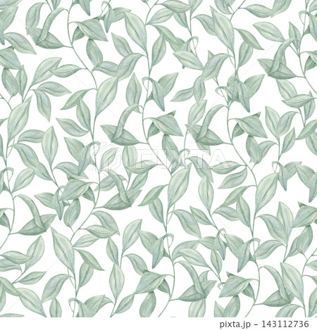 Vertical green vines with narrow leaves seamless watercolor pattern on isolated background. Botanical wallpaper design for textile printing, elegant interior decor, and minimal wedding stationery. 143112736
