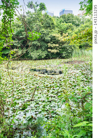 こんぶくろ池自然博物公園 こんぶくろ池自然博物公園 143113295