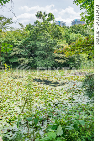 こんぶくろ池自然博物公園 こんぶくろ池自然博物公園 143113433