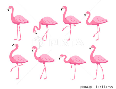 Flamingo Poses Collection Standing And Walking Cartoon 143113799