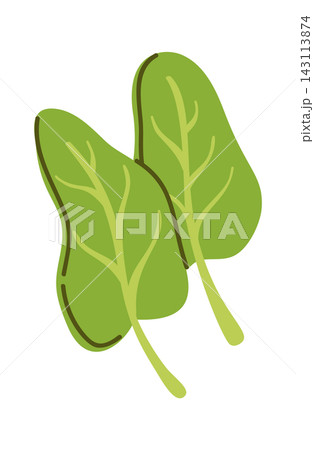 Spinach Leaves Pair With Veins Cartoon Spinach Leaves Pair With Veins Cartoon 143113874