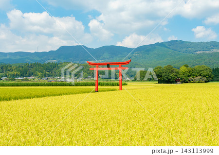 宮崎県えびの市の豊かな田園風景に佇む菅原神社の鳥居 宮崎県えびの市の豊かな田園風景に佇む菅原神社の鳥居 143113999