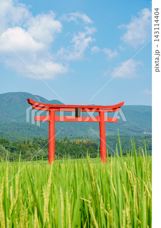宮崎県えびの市の豊かな田園風景に佇む菅原神社の鳥居 143114404