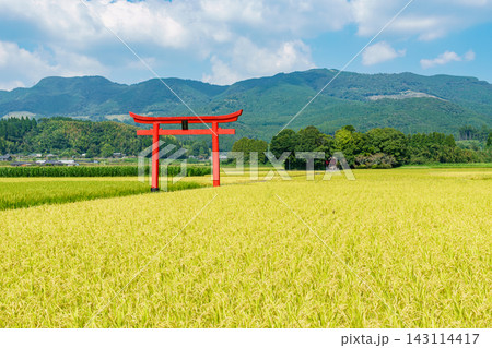 宮崎県えびの市の豊かな田園風景に佇む菅原神社の鳥居 宮崎県えびの市の豊かな田園風景に佇む菅原神社の鳥居 143114417