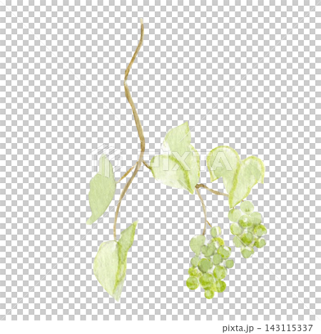 Green grapevine with two grape clusters and soft leaves watercolor illustration isolated on white. Hand painted botanical branch for vineyard, winery, wine label, packaging, menu and harvest designs Green grapevine with two grape clusters and soft leaves watercolor illustration isolated on white. Hand painted botanical branch for vineyard, winery, wine label, packaging, menu and harvest designs 143115337