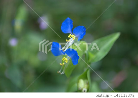双子の青いツユクサの花 143115378