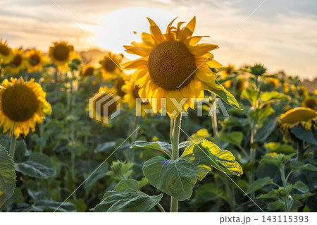 A bright yellow sunflower growing in a rural field during golden hour A bright yellow sunflower growing in a rural field during golden hour 143115393
