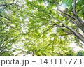 松葉第二近隣公園 143115773