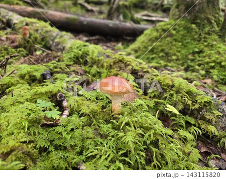 苔の中に生えるチャナメツムタケ 苔の中に生えるチャナメツムタケ 143115820
