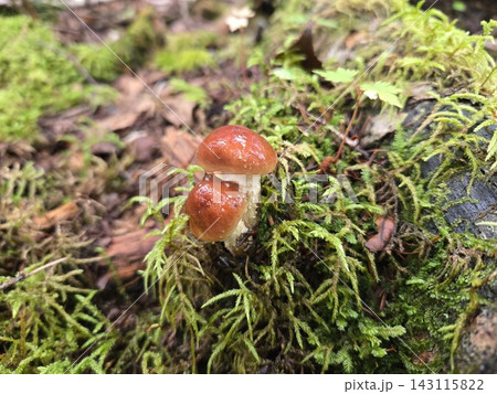苔むした林床に生えるチャナメツムタケ 苔むした林床に生えるチャナメツムタケ 143115822