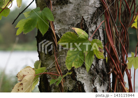 A birch trunk entwined with vines near a lake. A birch trunk entwined with vines near a lake. 143115944