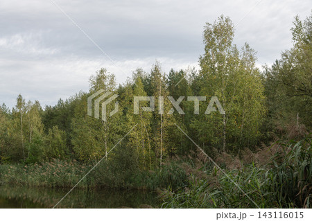 Forest trees and reeds along the river bank. 143116015