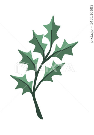 Holly Branch Winter Foliage Cartoon 143116605