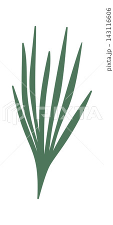 Pine Needle Bundle Botanical Silhouette 143116606