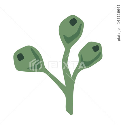 Mistletoe Branch With Berries Cartoon Style Mistletoe Branch With Berries Cartoon Style 143116641