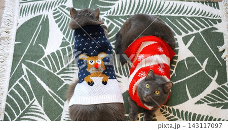 Two domestic cats wearing knitted holiday sweaters rest together on green patterned rug indoors, expressing pet discomfort during seasonal dress up while lying motionless in winter attire. 143117097