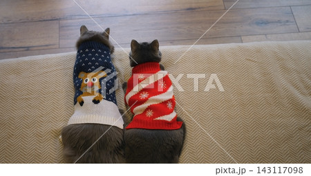Two domestic cats wearing holiday knit sweaters sit side by side on textured sofa edge. Both felines display still posture suggesting mild pet discomfort while dressed in winter apparel. Two domestic cats wearing holiday knit sweaters sit side by side on textured sofa edge. Both felines display still posture suggesting mild pet discomfort while dressed in winter apparel. 143117098