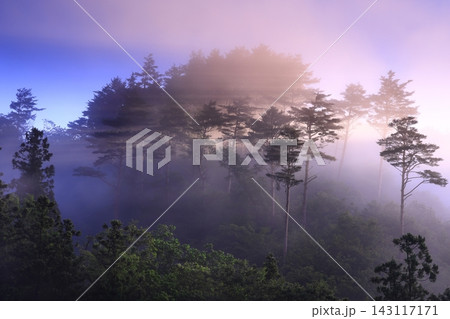 夜明けの森の風景 143117171