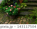 Pink pelargoniums geranium and ferns decorate a rustic french garden stairway 143117504