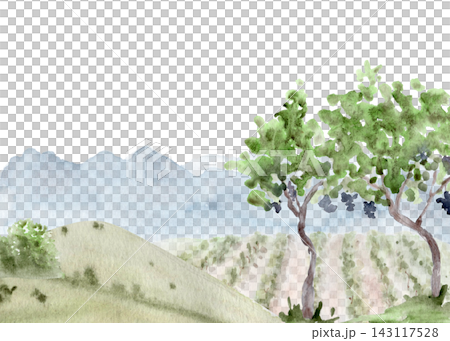 Watercolor vineyard landscape with grapevine rows, green hills, blue mountains and grape trees. Hand painted countryside scene with white copy space for winery, travel and wine themed designs Watercolor vineyard landscape with grapevine rows, green hills, blue mountains and grape trees. Hand painted countryside scene with white copy space for winery, travel and wine themed designs 143117528