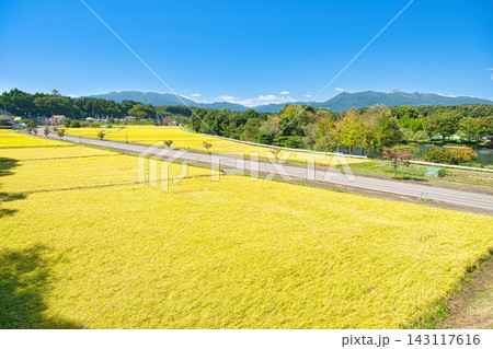 栃木県那須塩原市　金色に染まる稲穂と那須岳の風景 143117616