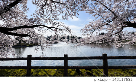 Cherry Blossoms Framing a Tranquil Pond in Aomori Japan 143117653