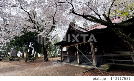 Wooden Shrine Architecture Framed by Cherry Blossom Canopy Wooden Shrine Architecture Framed by Cherry Blossom Canopy 143117681