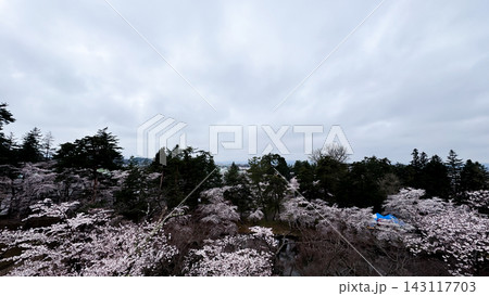 Wide Cherry Blossom Canopy across Hirosaki Castle Park 143117703