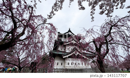 Historic Hirosaki Castle Surrounded by Weeping Sakura Trees 143117707