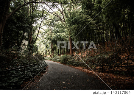 Curving Forest Path beneath a Dense Green Canopy in Kanagawa Curving Forest Path beneath a Dense Green Canopy in Kanagawa 143117864