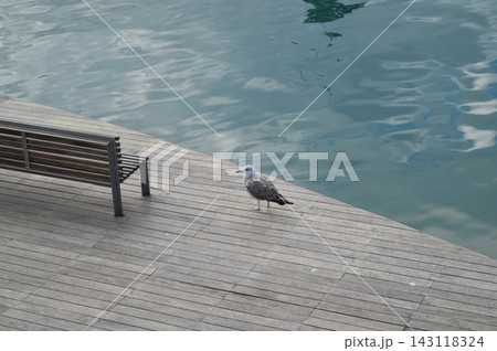 A seagull on a wooden embankment near a bench A seagull on a wooden embankment near a bench 143118324