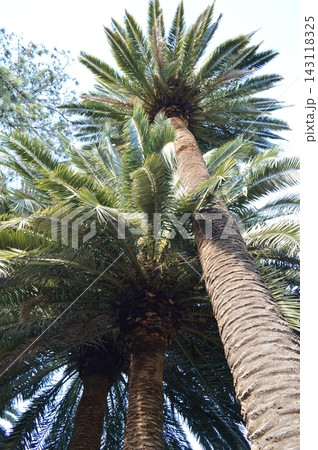 Palm trees in the Ciutadella Park in Barcelona 143118325