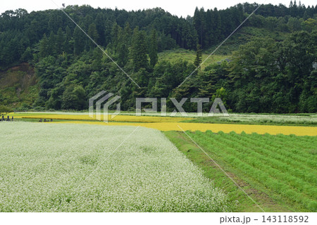 蒜山高原の秋 蕎麦の花が満開 蒜山高原の秋 蕎麦の花が満開 143118592