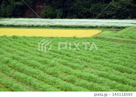 蒜山高原の秋　蕎麦の花が満開 143118593