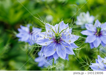 春のガーデンで咲く美しいニゲラの花のクローズアップ 春のガーデンで咲く美しいニゲラの花のクローズアップ 143119096