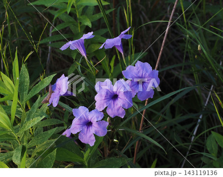 紫色のヤナギバルイラソウの花とつぼみ(川辺のムラサキイセハナビ) 紫色のヤナギバルイラソウの花とつぼみ(川辺のムラサキイセハナビ) 143119136