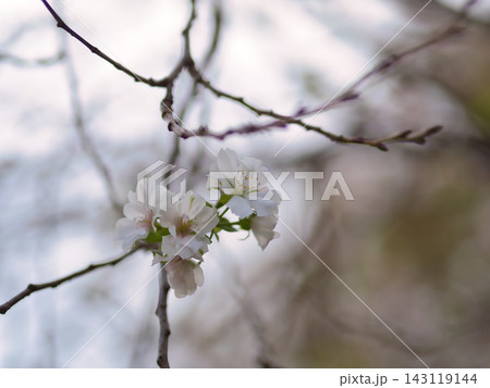 9月に咲いた白色の桜「越の福かさね(コシノフクカサネ)」 9月に咲いた白色の桜「越の福かさね(コシノフクカサネ)」 143119144