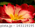 Primrose (Primula) macro 143119195