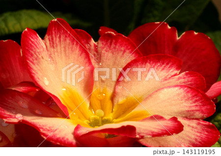 Primrose (Primula) macro 143119195
