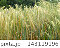 Field of wheat 143119196