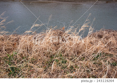 冬の川岸に広がる枯れ草と水面 冬の川岸に広がる枯れ草と水面 143119264