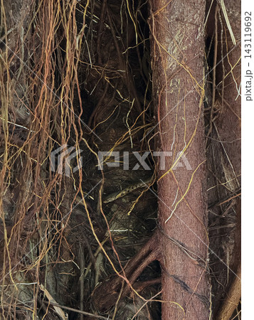 Small snake camouflaged among dense hanging tree roots 143119692