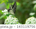ニラの花にとまるアゲハチョウ 143119756