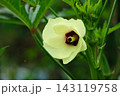 オクラの薄い黄色の花 143119758