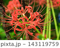 秋の庭に真っ赤な曼珠沙華 143119759