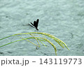 草の穂に止まるトンボ 143119773