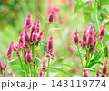 赤いケイトウの花 143119774