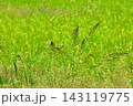 田んぼの中のヒエ 143119775
