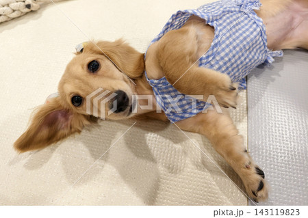 portrait of brown long haired dachshund puppy dog wear blue dress 143119823